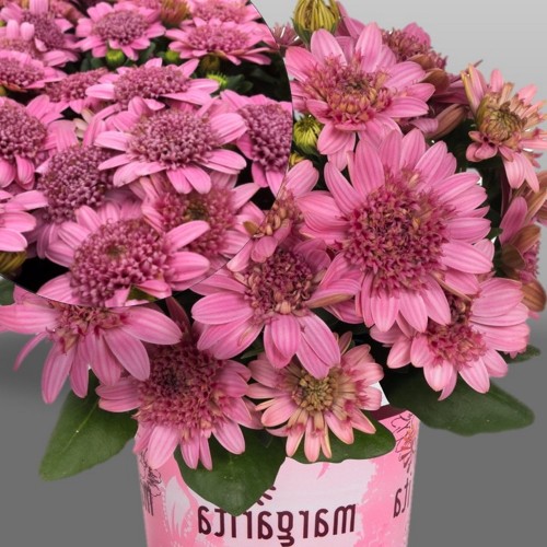 Osteospermum 'Margarita Double Pink' - Kuldkakar 'Margarita Double Pink' P9/0,55L